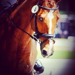 Meet your Posher, Jodi